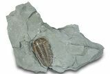 Flexicalymene Trilobite Fossil - Indiana #289057-2